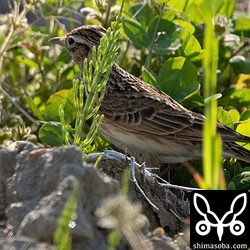 ヒバリのさえずる声はよく聞こえましたが、姿はなかなか見られず。