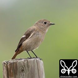 ジョウビタキのメス。