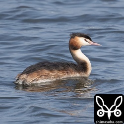 カンムリカイツブリ夏羽。