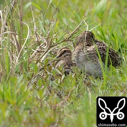 チュウジシギとタシギ。