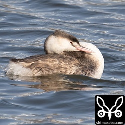 こちらは冬羽のカンムリカイツブリ。
