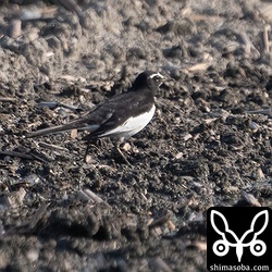 セグロセキレイのオス。遠い個体ばかりでしたが、沖縄ではまずお目にかかれないのでうれしいですね。