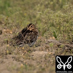 乾いたエリアに2羽のタシギ。