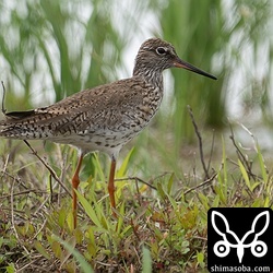 夏羽にかわりつつあるアカアシシギ。