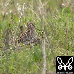 遠いあぜにもチュウジシギ。