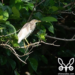 こちらはジャワアカガシラサギとセットで滞在中のアカガシラサギ。