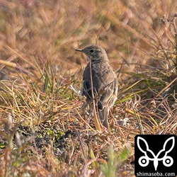 タヒバリ数羽の群れがいました。