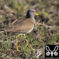 2羽でいるケリをよく見かけました。繁殖序盤のようです。