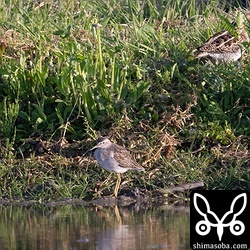 タカブシギと右上にタシギ。