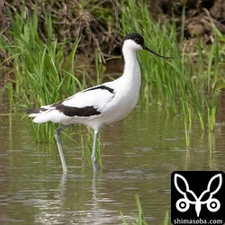 ソリハシセイタカシギのメス。