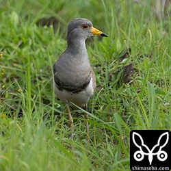 石垣島では数少ないケリ。