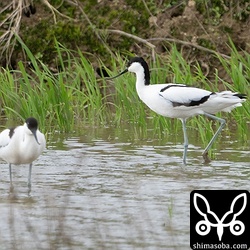 ソリハシセイタカシギは6羽の群れ。