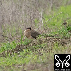 ツバメチドリの夏羽。よく見ると冬羽が少し残っているようでした。