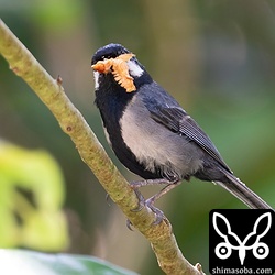 コバネコロギスを巣へ運ぶイシガキシジュウカラ。餌の大きさからヒナたちの巣立ちも間近と思われます。