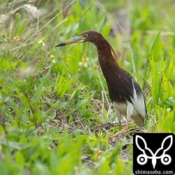 婚姻色が出てていい感じのアカガシラサギ。