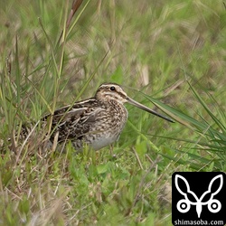 このタイプの個体はいいですねぇ。
