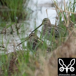 タシギ2羽。警戒心強め。