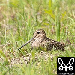 3日後、上の個体とは別に2個体目のハリオシギ。