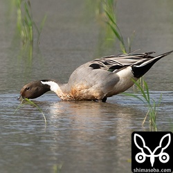 オナガガモが3羽残っていました。