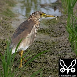 夏羽が増えてきたアカガシラサギ。この個体も警戒心なし。