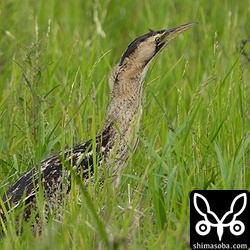 昨年から越冬しているサンカノゴイ。夏羽に変わりつつあると思うのですが、よくわかりません。