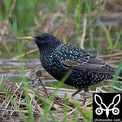 ホシムクドリが単独でいました。美しい夏羽に変わりつつあります。