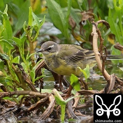 マミジロツメナガセキレイ第1回冬羽から夏羽へ移行中。
