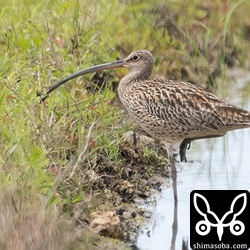 田んぼにホウロクシギ。