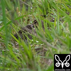 遠くの草むらにチュウジシギ。