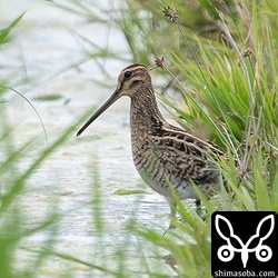 カルガモに驚いているチュウジシギ。
