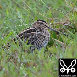 一番多いのはタシギ。