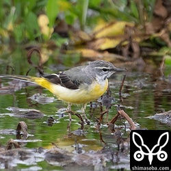 キセキレイも夏羽へ。