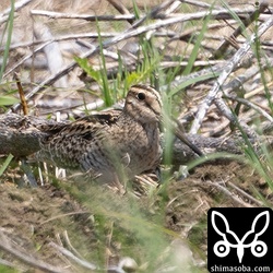 チュウジシギ。左の翼を痛めているようでした。