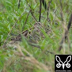 寝て起きないタシギ。