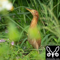 リュウキュウヨシゴイのオス。毎日、同じお立ち台でアピールしています。