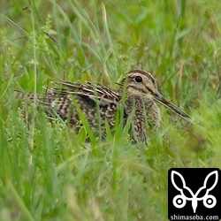 すぐに抜けると思っていたハリオシギですが、すでに数日の逗留。