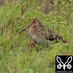 チュウジシギも数羽滞在中。