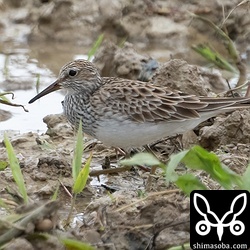 ウズラシギの群れの中にアメリカウズラシギが1羽。ウズラシギよりアメリカウズラシギのほうが少し大きく感じました。’