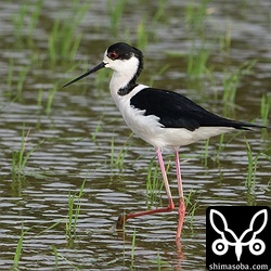 セイタカシギは十数羽で飛来。