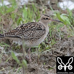コシャクシギ。少し疲れた様子でした。