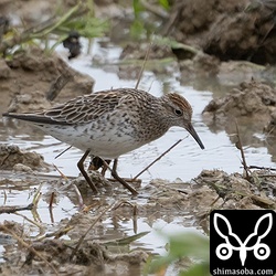 ウズラシギは数羽の群れで飛来。