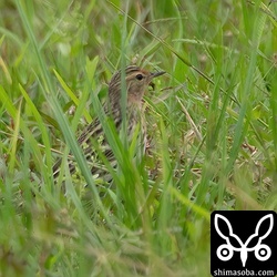 ほとんど渡去したムネアカタヒバリですが、1羽だけ残っていました。