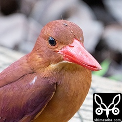 頭にシラミバエが乗っています。^^;