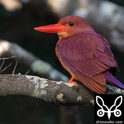 この日、最後に見つけた9羽目の個体。2メートルほどの距離ですが、こちらを気にする様子はありません。