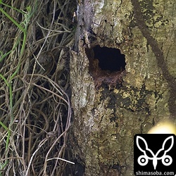 ほぼ完成したアカショウビンの巣穴。観察しやすそうな場所でした。