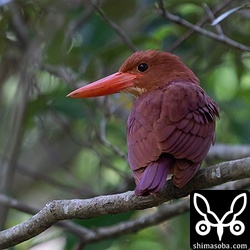 こちらもバンナ公園内の個体。散歩の人が通ると飛んで逃げました。