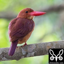上と同個体。目の前に飛んできて、近すぎてカメラのピントが合わないので下がって撮影しました。