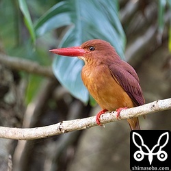 細い枝に止まって夕方の餌探し。