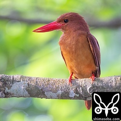 バンナ公園の個体。公園で繁殖する個体だけあってこちらも警戒心ゼロ。