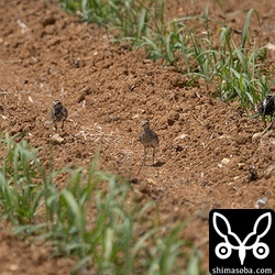 ムナグロ15羽の群れ。海岸や牧草地にもやってきています。